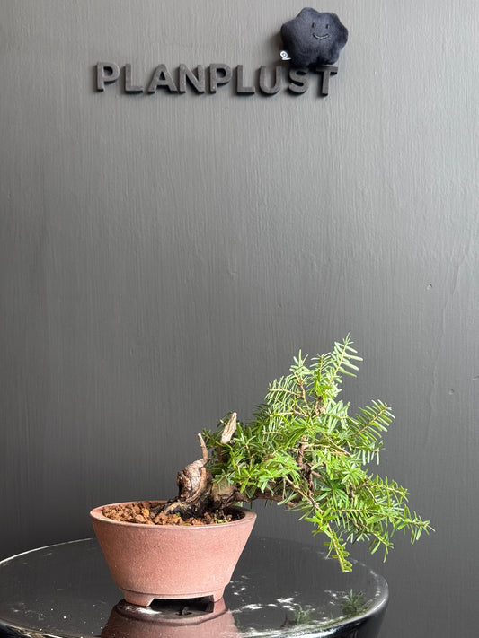 Japan🇯🇵A Taxus Cuspidata (video attached)
