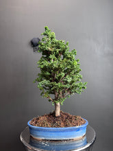 將圖片載入圖庫檢視器 日本🇯🇵石化檜Sekka Hinoki Cypress セッカヒノキ (附上影片)
