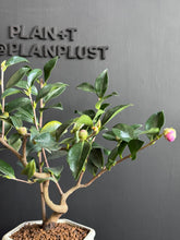 將圖片載入圖庫檢視器 日本🇯🇵山茶花 茶梅 獅子頭Camellia Sasanqua (附上影片)
