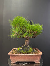 Load image into Gallery viewer, 日本🇯🇵山採太幹 黑松 Black Pine (附上影片)
