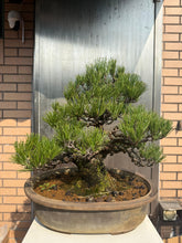 將圖片載入圖庫檢視器 日本🇯🇵黑松 Japanese Black Pine (附上影片)

