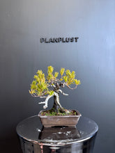 將圖片載入圖庫檢視器 日本🇯🇵一位 Taxus Cuspidata (附上影片)
