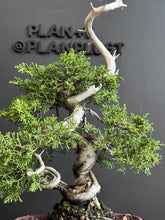 將圖片載入圖庫檢視器 日本🇯🇵糸魚川真柏 Japanese Itoigawa Shimpaku (附上影片)
