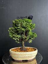 Load an image into the library viewer Japan🇯🇵Tsuyama Hinoki Chamaecyparis Obtusa (video included)
