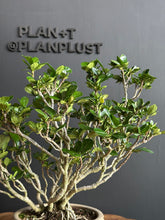 將圖片載入圖庫檢視器 日本🇯🇵梔子花クチナシ Gardenia Jasminoides (附上影片)
