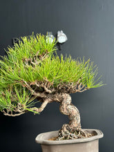 將圖片載入圖庫檢視器 日本🇯🇵 赤松 Red Pine / Pinus Densiflora (附上影片)
