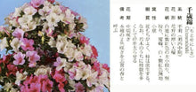 Load image into Gallery viewer, 預購日本🇯🇵皐月杜鵑 千歲錦 Satsuki azalea Rhododendron (附上影片)
