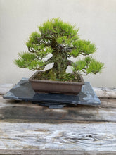將圖片載入圖庫檢視器 預購日本🇯🇵山採黑松 Yamadori Black Pine (附上影片)

