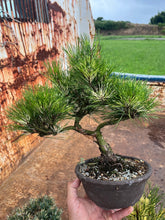 將圖片載入圖庫檢視器 預購日本🇯🇵斑入り赤松Red Pine / Pinus Densiflora （附上影片）

