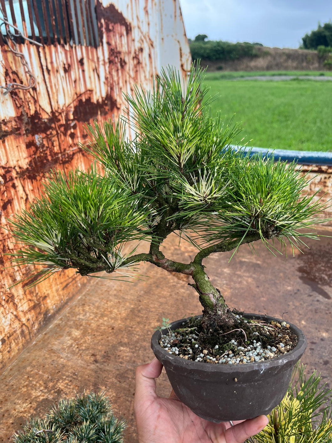 預購日本🇯🇵斑入り赤松Red Pine / Pinus Densiflora （附上影片）
