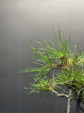 Load image into Gallery viewer, 日本🇯🇵黑松 叢林式 Black Pine / Pinus Thunbergii (附上影片)
