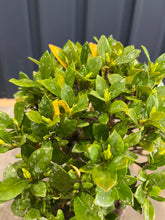將圖片載入圖庫檢視器 日本🇯🇵逸品 梔子花クチナシ Gardenia Jasminoides (附上影片)
