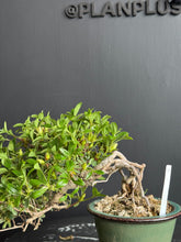 Loading images into the library viewer Japan🇯🇵Satsuki Azalea Rhododendron (Video Attached)
