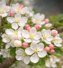 Load images into the gallery viewer Pre-order in Japan in March 2026🇯🇵Hime Hime Apple🍎HIME RINGO
