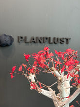 將圖片載入圖庫檢視器 日本🇯🇵紅葉 出猩々 岀猩猩Deshojo (附上影片)
