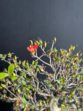 Loading images into the library viewer Japan🇯🇵Satsuki Azalea Rhododendron (video attached)

