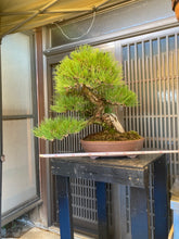 將圖片載入圖庫檢視器 預購日本🇯🇵山採黑松 YAMADORI Black Pine (附上影片)
