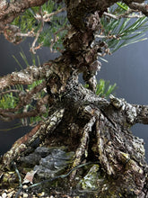 Load image into Gallery viewer, Japan🇯🇵Yamadori Black Pine (video attached)
