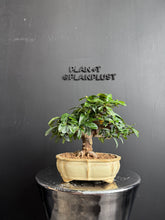 將圖片載入圖庫檢視器 日本🇯🇵金豆Fortunella Hindsii (附上影片)
