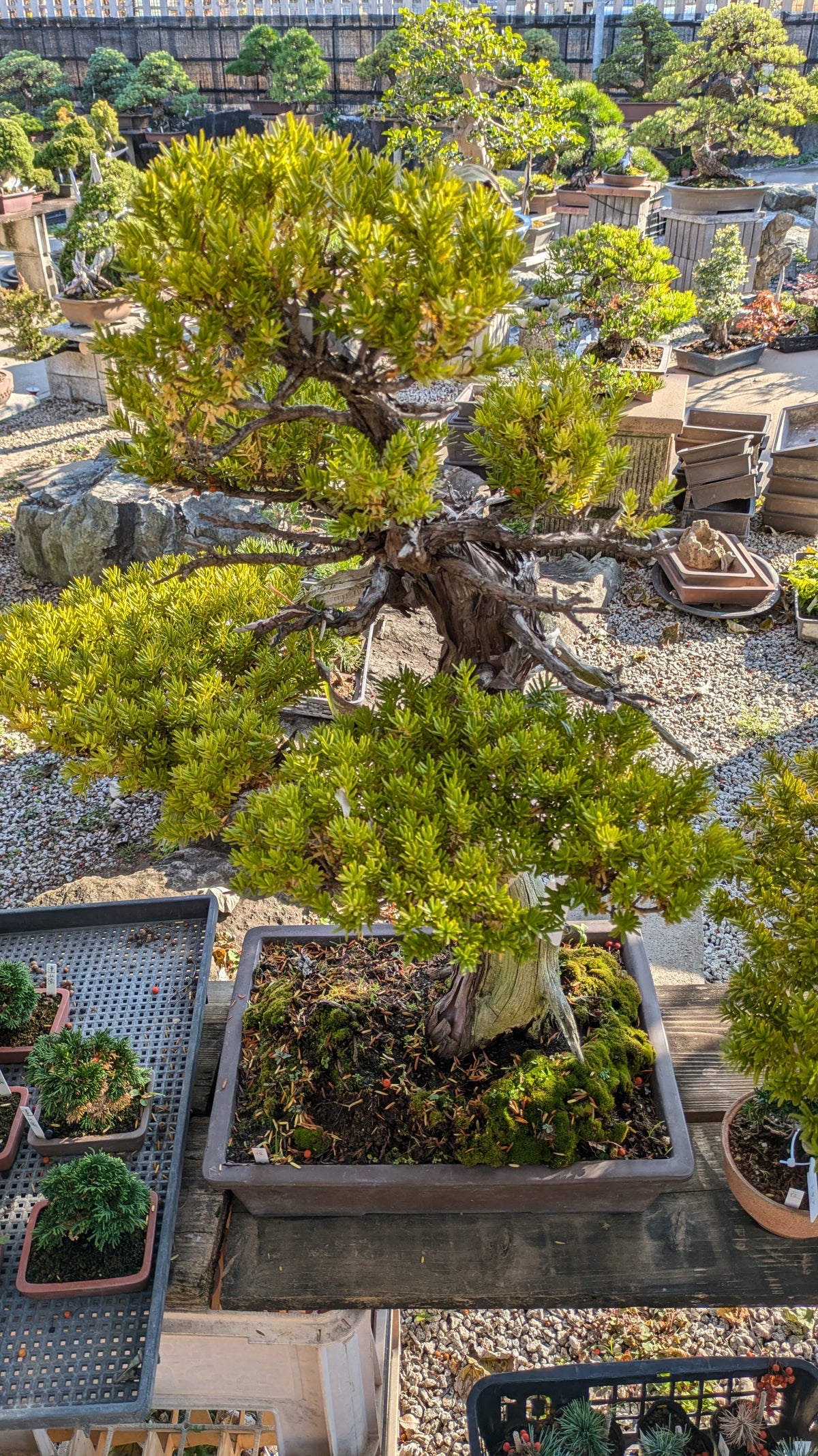 預購日本🇯🇵一位 Taxus Cuspidata (附上影片)