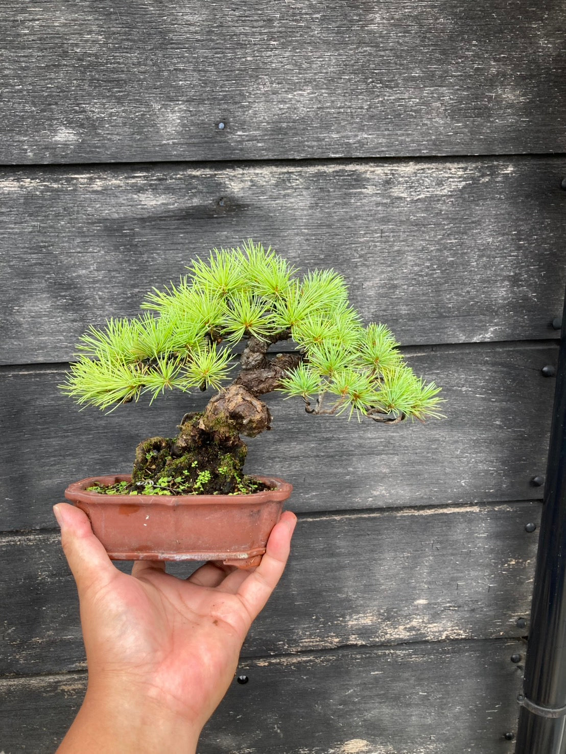 香港網上日本盆景專門店BONSAI PLAN+T 預購日本五葉松盆栽