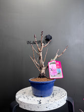 將圖片載入圖庫檢視器 日本🇯🇵関山桜かんざんざくらKanzan Sakura(附上影片)
