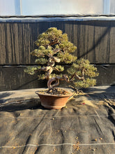 將圖片載入圖庫檢視器 預購日本🇯🇵糸魚川真柏 Japanese Itoigawa Shimpaku (附上影片)
