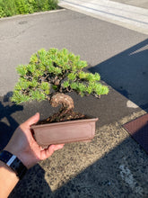 將圖片載入圖庫檢視器 預購日本🇯🇵五葉松 Japanese White Pine (附上影片)

