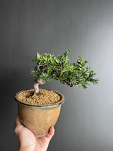 將圖片載入圖庫檢視器 日本🇯🇵一位 Taxus Cuspidata (附上影片)
