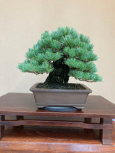 將圖片載入圖庫檢視器 預購日本🇯🇵五葉松 模樣木Japanese white pine (附上影片)
