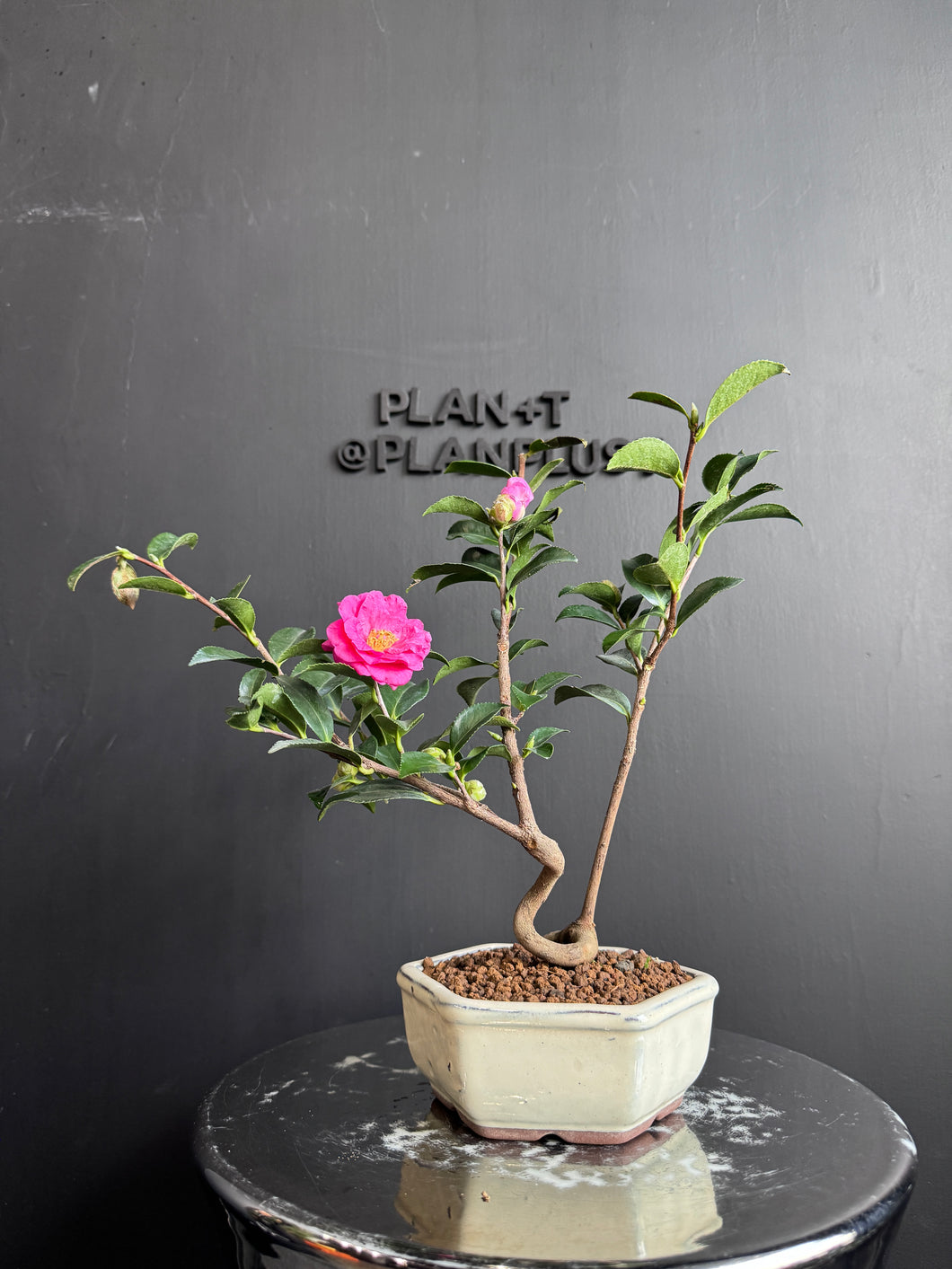 日本🇯🇵山茶花 茶梅 獅子頭Camellia Sasanqua (附上影片)