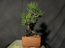 將圖片載入圖庫檢視器 預訂日本🇯🇵 赤松 Red Pine / Pinus Densiflora
