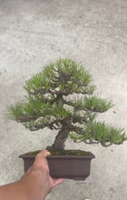 Load images into the gallery viewer 預購日本🇯🇵黑松Black Pine (附上影片)
