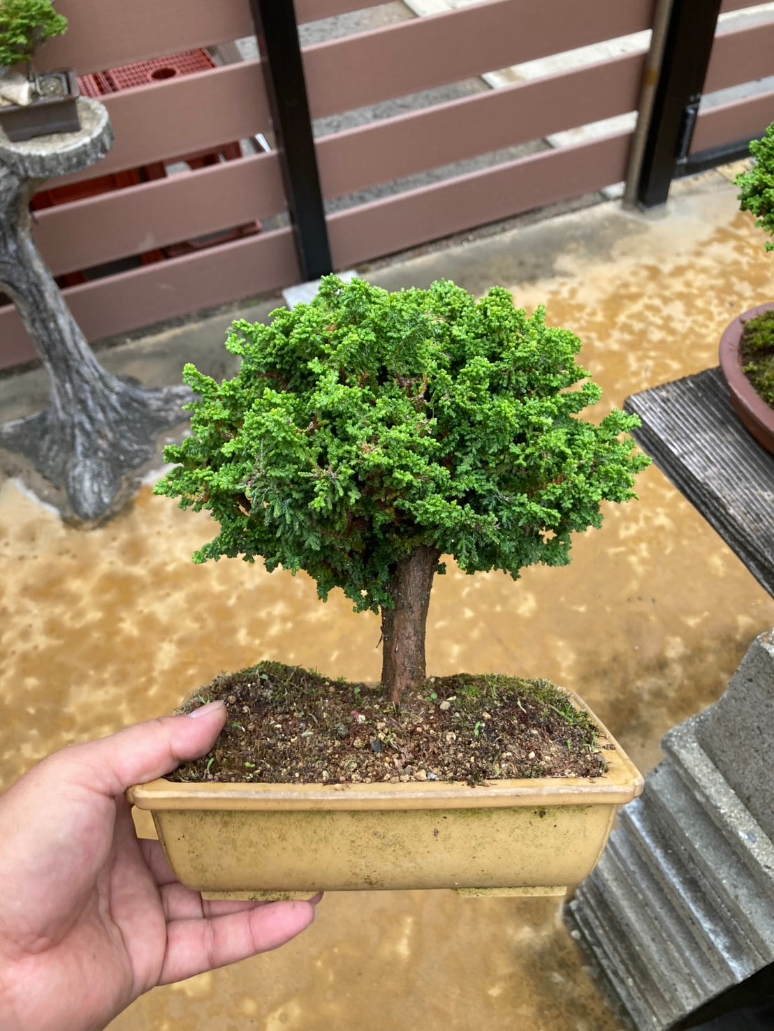日本石化檜盆景 Sekka Hinoki Cypress 高23cm 樹齡約25年 整株造型照