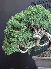 將圖片載入圖庫檢視器 日本🇯🇵四國真柏Shikoku Shimpaku Juniper (附上影片)
