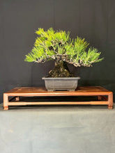 將圖片載入圖庫檢視器 預購日本🇯🇵山採黑松 Yamadori Black Pine
