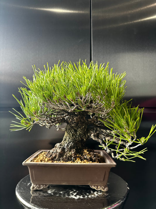 Japan🇯🇵Japanese Black Pine, size 10, from Mikawa (with video)