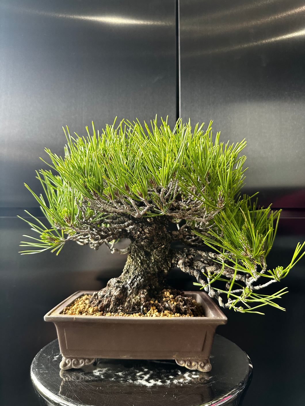 Japan🇯🇵Too Dry Sanhe Black Pine (Video Attached)