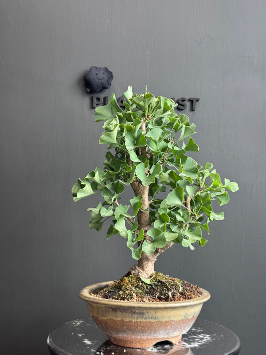 Japan🇯🇵Ginkgo Biloba (with video)
