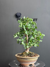 將圖片載入圖庫檢視器 日本🇯🇵銀杏Ginkgo Biloba (附上影片)

