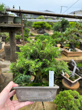 將圖片載入圖庫檢視器 預訂日本🇯🇵北山杉Cryptomeria japonica (附上影片)
