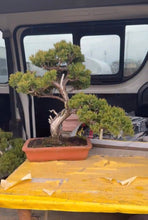 Load images into the gallery viewer Pre-order Japan🇯🇵Japanese Itoigawa Shimpaku (with video)
