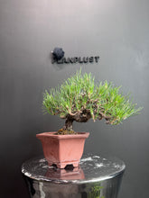 Load images into the gallery viewer 日本🇯🇵黑松 Japanese Black Pine (附上影片)
