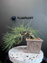 Load images into the gallery viewer Japan🇯🇵Black Pine/Pinus Thunbergii (video attached)
