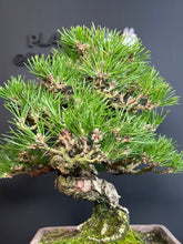 Load image into Gallery viewer, 日本🇯🇵太幹 黑松 Black Pine (附上影片)
