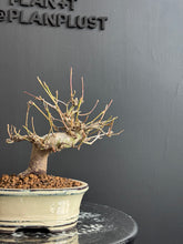 將圖片載入圖庫檢視器 日本🇯🇵もみじ紅葉 桂 Acer Palmatum (附上影片)
