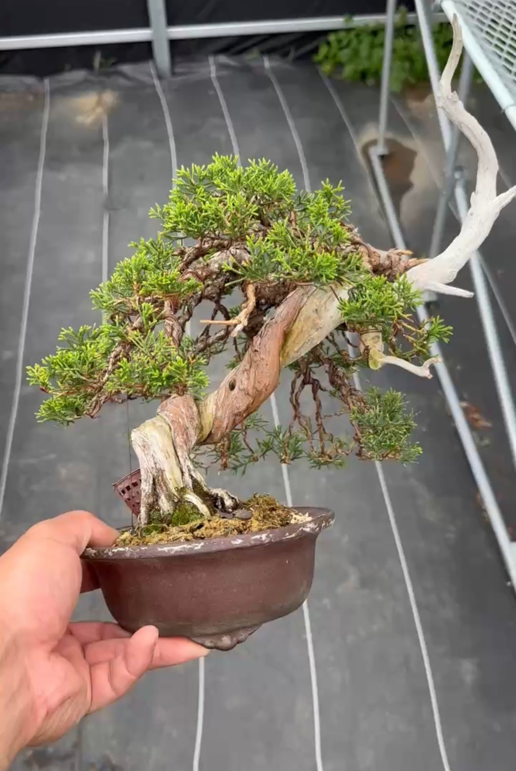 預購日本🇯🇵糸魚川真柏 Japanese Itoigawa Shimpaku (附上影片)