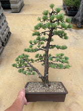 將圖片載入圖庫檢視器 預購日本🇯🇵五葉松 Japanese White Pine(附上影片)
