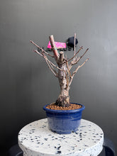 將圖片載入圖庫檢視器 日本🇯🇵陽光桜ようこうざくらYōkō Sakura (附上影片)
