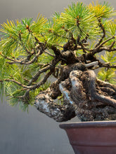 Load image into Gallery viewer, 日本🇯🇵五葉松 Japanese white pine (附上影片)
